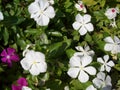 Periwinkle, Catharanthus rosea, Madagascar Periwinkle, Vinca, Apocynaceae name flower white and pink color springtime in garden on