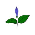 Periwinkle closed blue flower. Bud and leaves of vinca. floral decorative element