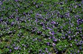 Periwinkle    59279 Royalty Free Stock Photo
