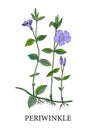 Periwinkle flower. Botanical illustration of periwinkles. Medicinal plants. Alternative medicine. Blue flower on a white