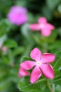 periwinkle flower close up on background Royalty Free Stock Photo