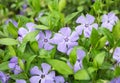 Periwinkle flower close-up Royalty Free Stock Photo