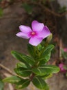 Periwinkle flower close up in the garden Royalty Free Stock Photo