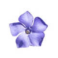 Periwinkle flower close up isolated on a white background Royalty Free Stock Photo