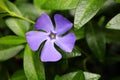 Periwinkle flower