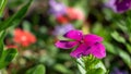 A close-up of pink Periwinkle Flower in the garden with blurred colorful background.