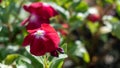 A close-up of red Periwinkle Flower in the garden with blurred colorful background.