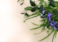 Periwinkle flower with grass