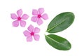 periwinkle flower and green leaf