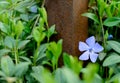 Periwinkle Flower Growing in the Garden