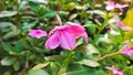 Periwinkle Flower that has just Boomed