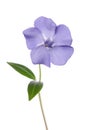 Periwinkle flower isolated on white background Royalty Free Stock Photo