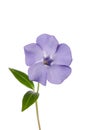 Periwinkle flower isolated on white background Royalty Free Stock Photo