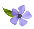 Periwinkle flower isolated on white background. Royalty Free Stock Photo