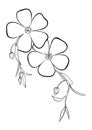 periwinkle flower line draw idolated Royalty Free Stock Photo