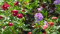 A lots of colorful Periwinkle Flower in the garden.