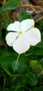 Periwinkle flower , sadabahar phool , nature image , white flower Royalty Free Stock Photo