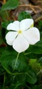 Periwinkle flower , sadabahar phool , nature image , white flower