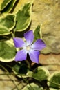 Periwinkle Flower, Vinca