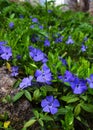 Periwinkle in the flowerbed. Blooming spring flowers