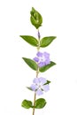 Periwinkle flowers