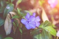 Periwinkle flowers lawn Royalty Free Stock Photo
