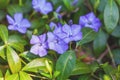 Periwinkle flowers lawn Royalty Free Stock Photo