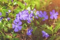 Periwinkle flowers lawn Royalty Free Stock Photo