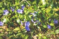 Periwinkle flowers lawn Royalty Free Stock Photo