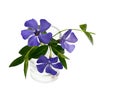 Periwinkle flowers in a small vase Royalty Free Stock Photo