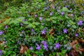 Periwinkle in the valley aisttal