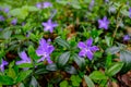 Periwinkle in the valley aisttal