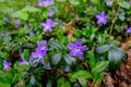 Periwinkle in the valley aisttal