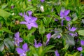 Periwinkle in the valley aisttal