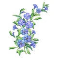 Periwinkle. Illustration of composition first spring wild flowers - VÃÂ­nca mÃÂ­nor.