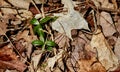 Periwinkle leaves poking through leaves Royalty Free Stock Photo