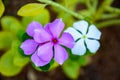 Periwinkle Nithyakalyani flowers. Anti Cancer properties