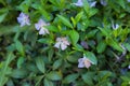 Periwinkle plant with green leaves and blue flowers Royalty Free Stock Photo