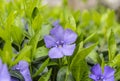 Periwinkle plant with green leaves and blue flowers Five-petalled Royalty Free Stock Photo