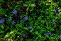 Purple blue flowers of periwinkle vinca minor in spring garden. Royalty Free Stock Photo