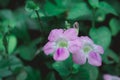 The periwinkle plant Vinca flower Ã¢â¬â Catharanthus roseus or lochnera rosea, also known as rosy periwinkles. Periwinkle pink