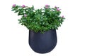 Periwinkle plant Vinca flower in a potted plant