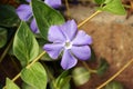 Periwinkle