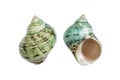 Periwinkle shells blue green on white with clipping path Royalty Free Stock Photo