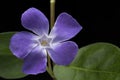 Periwinkle spring flower vinca major