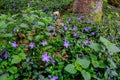 Periwinkle in the valley aisttal