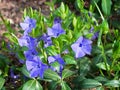 Periwinkle Vinca blue spring flowers