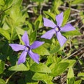 Periwinkle \'Vinca difformis\' flowers Royalty Free Stock Photo