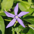 Periwinkle \'Vinca difformis\' flowers Royalty Free Stock Photo