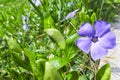 Periwinkle Vinca minor `Bowles in a Country Cottage Royalty Free Stock Photo